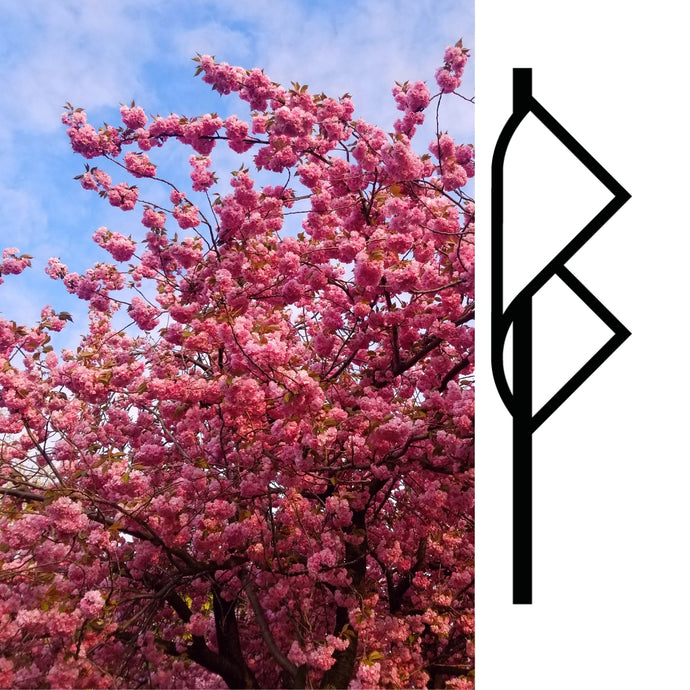 Bayonet Staff Picks - Spring 2019